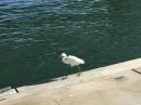 Egret on the dock
