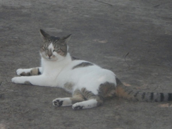 one of the 6 - toed cats (I think there are 6 on the front feet!)