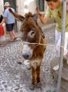 Donkey in party mode - Coimbra