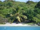 Single Palm on Green Island, Antigua