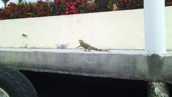 A little friend in the canals of Barra de Navidad