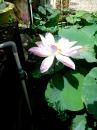 Vinh Trang Pagoda : A Lotus flower