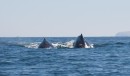 Two whales seen during the race