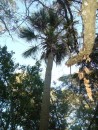 palmetto palm in the forest preserve