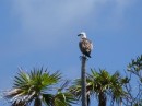 I think this is an Osprey on Conception Island
