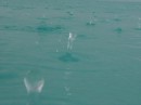 raindrops in the ocean at Shroud Cay