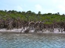 mangroves along the river at Shroud Cay(part of The Exuma Land and Sea Park)