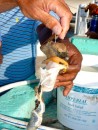 A conch cleaning lesson at the marina...no thank you.  I