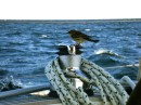This little bird joined us out at sea for many hours