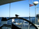 The bird driving the boat