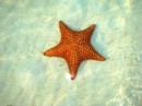 sea star at Hog Cay