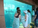 aquariums at Atlantis