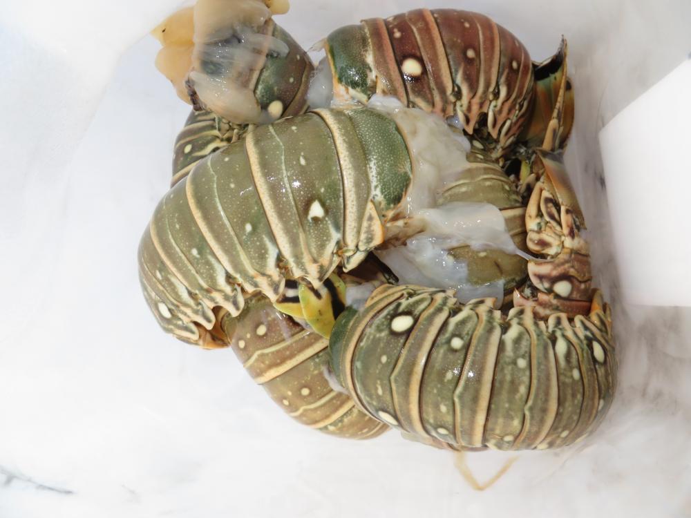 Lobster tails: Our reward for helping out some stranded fishermen