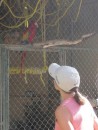 Patty, talking to the parrots.  We got them to say "hello" twice and "hola" once!