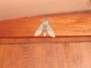 A very large moth friend who flew in to say hello during dinner with friends