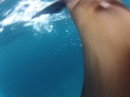 Proof that the sea lions were swimming uncomfortably close before turning