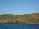 Magnificent Frigatebirds in Bahia San Gabriel