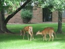 Deer in the lawn of an apartment complex. 