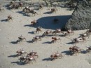 Thousands upon thousands of crabs on Carrot Island run when the large monsters (us) invade their habitat.  