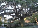 Spanish Moss - first siting along the way. 