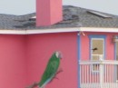Painted parrot, mermaid, dolphins, sunshine, etc. on this home