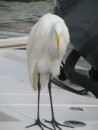 Isle of Palm - Egret - unafraid of people or the nearby cat. 