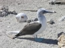 Blue footed booby on the beach