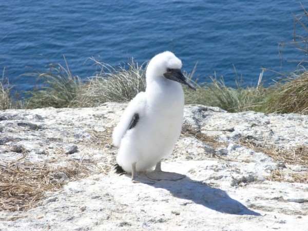 This booby is probably a few weeks old. Not sure but given its location on the island it is likely a brown booby.