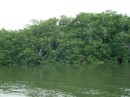 Mangroves behind the boat. The pelicans roost here at night.