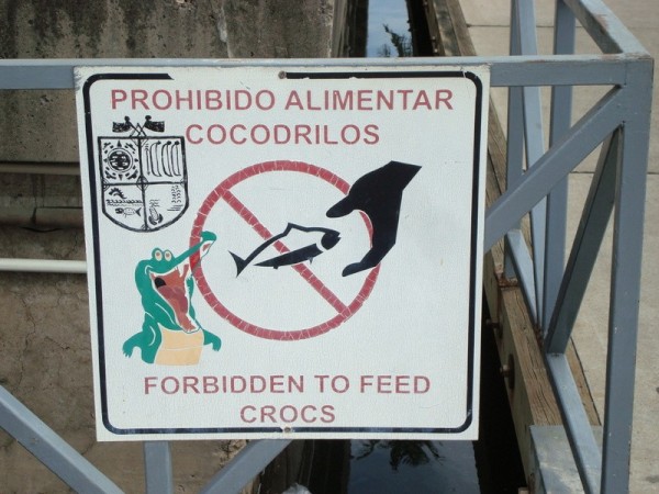 Who in their right mind would feed crocs?