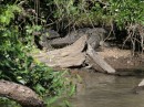 Huge Crocodile everywhere along the river Estero de San Cristobal.