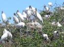 Wood Storks with 2 babies in the nest