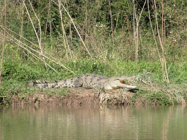 This croc sunning on the bank with 4 or 5 of his friends along the river Estero de San Cristobal.