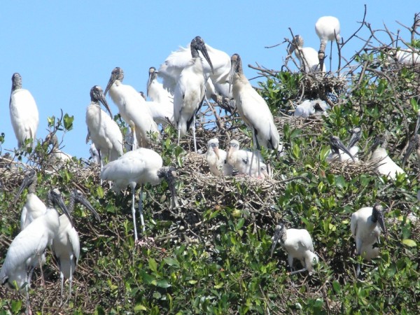 Wood Storks with 2 babies in the nest