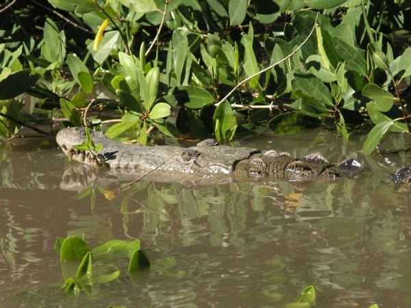 Crocodile along the river Estero de San Cristobal.