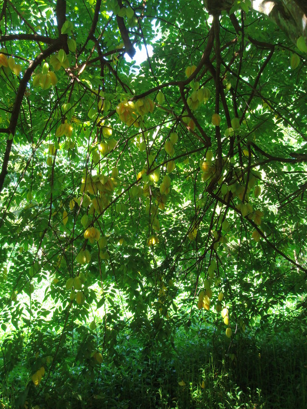 Under the canopy of the starfruit tree