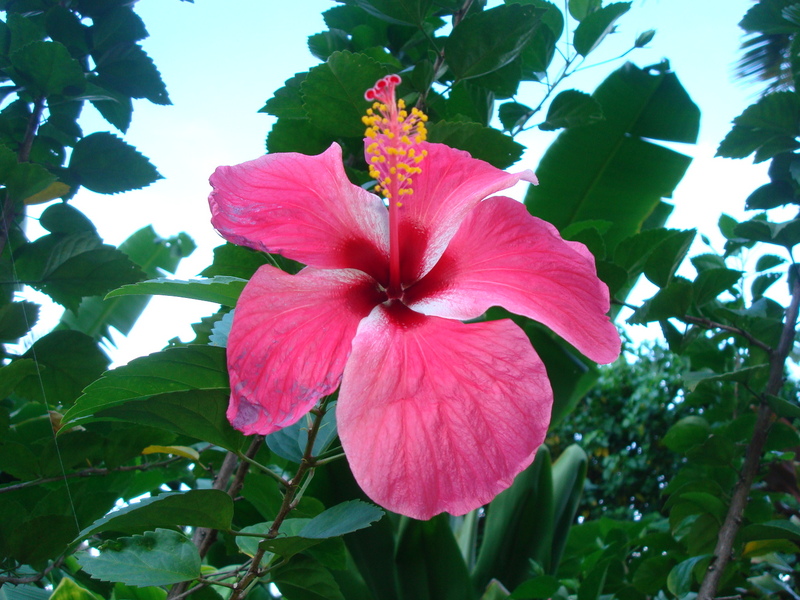 Hibiscus everywhere...lovely