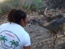 Tequila Tina feeding the deer