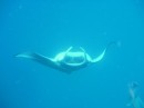 Filter feed, this manta was far below me and came straight up towards me, all gills open- amazing! 