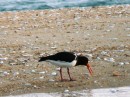 Pied Oystercatcher eating dinner on the Adele Island sand spit as the sun sets (endemic to NZ)