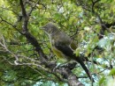 Bellbird in song Adele Island, Abel Tasman, South Island
