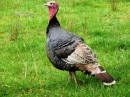 Turkey- appeared to be wild- roadside!