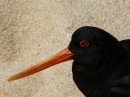 Up close Oyster catcher- love the red eye