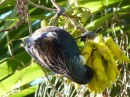 NZ Tui Bird- this amazing songster has incredible vocals and the ability to mimic other birds. The early Maori even taught it to say greetings to welcome people to their pa (settlements). This photo was taken by my friend Sharon Kaste, who is an avid birder here in New Zealand