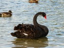 Black Swan, McLaren Falls, North Island- also viewed at Farewell Spit low tide estuaries.
