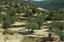 Olive terraces on the beautiful island of Syphnos