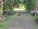 The ubiquitous rooster.  Chickens are feral throughout the Marquesan Island, and are everywhere.  I love the colors!