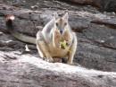 Rock wallaby feasting on a green lunch!