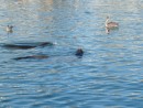 Sea lions in the inner harbour at Santa Cruz- we watched them catch fish as the pelicans and seagulls fought for leftovers