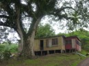 We saw lots of homes built on stilts like this one in and around Savu Savu.